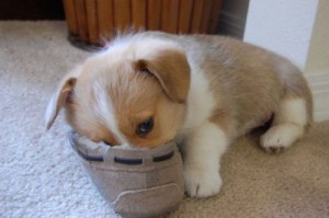 say-awww-19