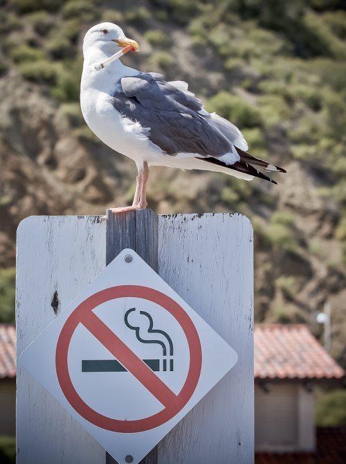 Rūkyti draudžiama