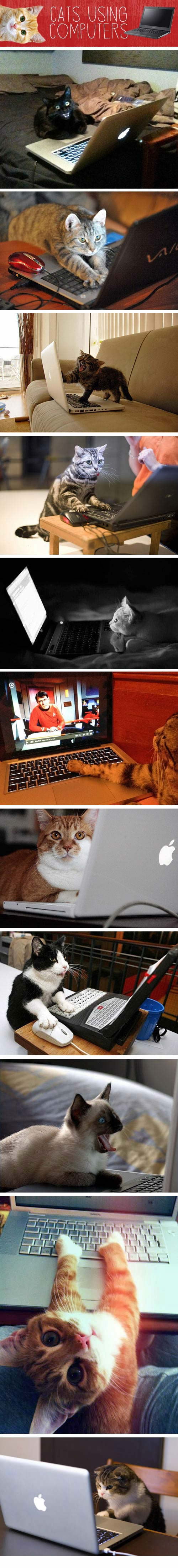 Katinai naudojasi kompiuteriais